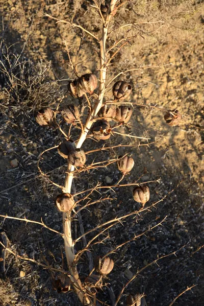 DSC_5558 (Large).JPG